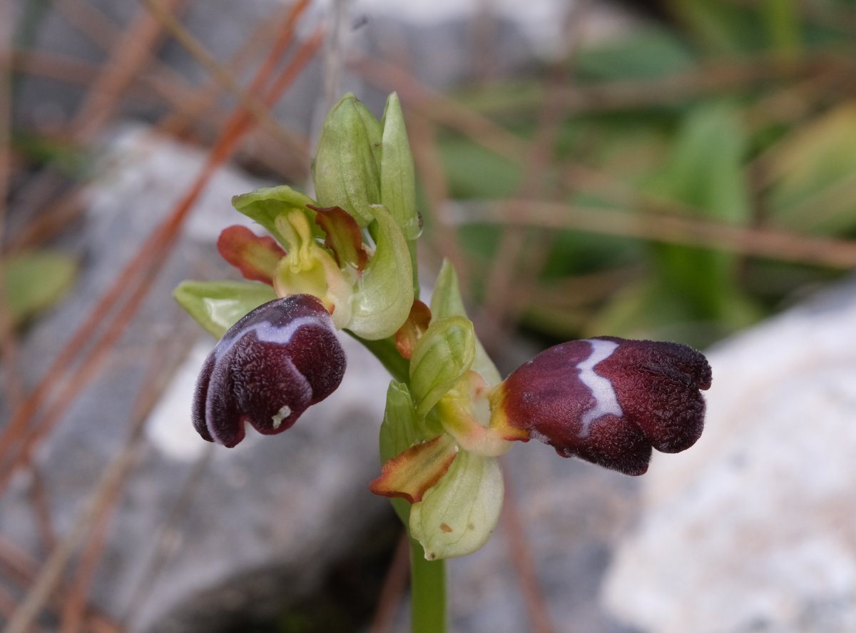 Orchidee di Marzo - Dalla Grecia con passione